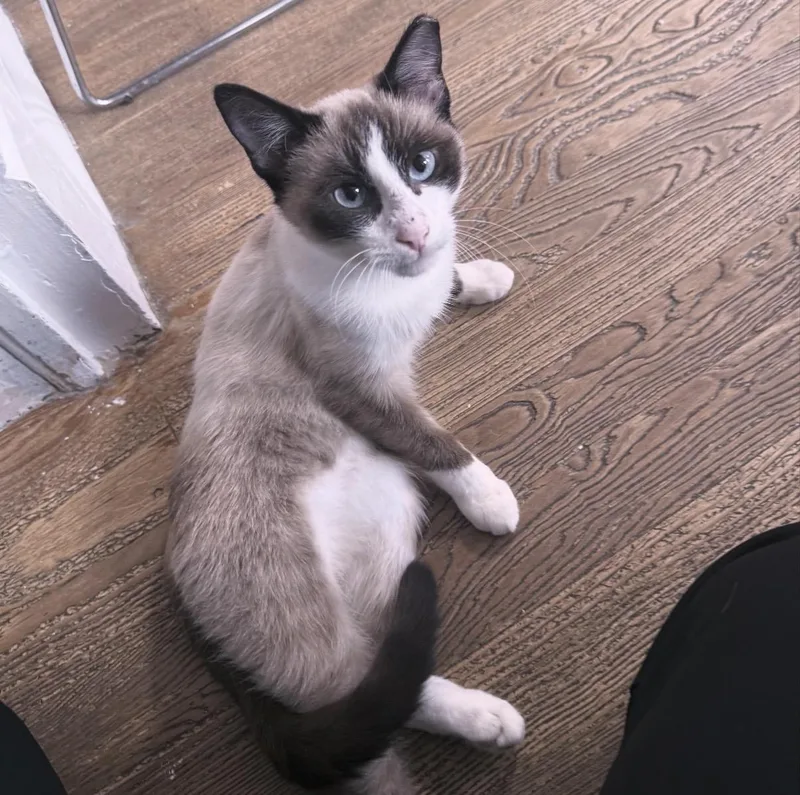 A young medium-sized male Seal Point Snowshoe cat named Oslo for adoption in Berkeley Springs, WV