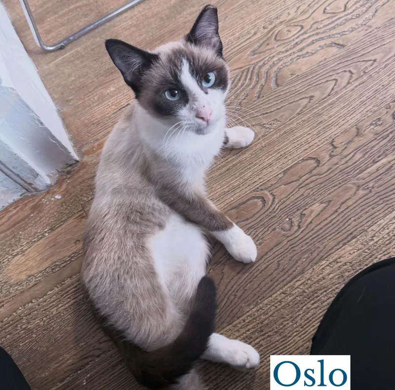 Oslo thumbnail 2