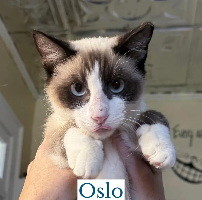 Oslo thumbnail 3