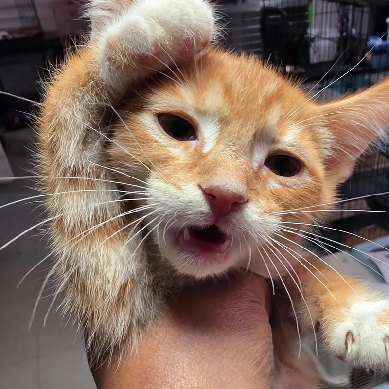 A baby small-sized male Orange / Red Domestic Short Hair cat named Rock for adoption in Leander, TX