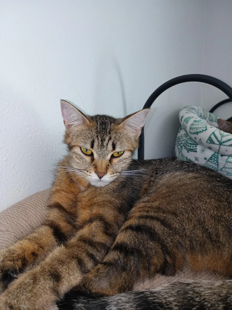 An adult medium-sized female Tabby (Brown / Chocolate) Domestic Short Hair cat named Hazel for adoption in Silverdale, WA