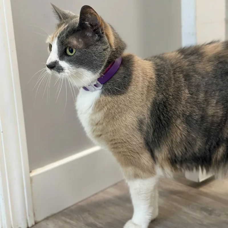 A senior medium-sized female Dilute Calico Domestic Short Hair cat named Patches for adoption in Victor, NY