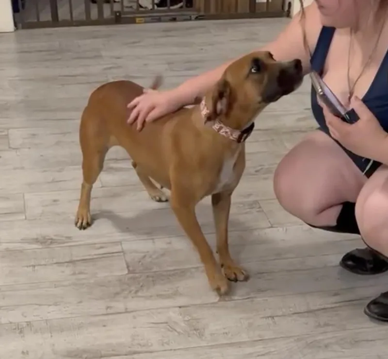 A young medium-sized female Apricot / Beige Black Mouth Cur dog named Lena Rose Grace for adoption in Farmington, MO