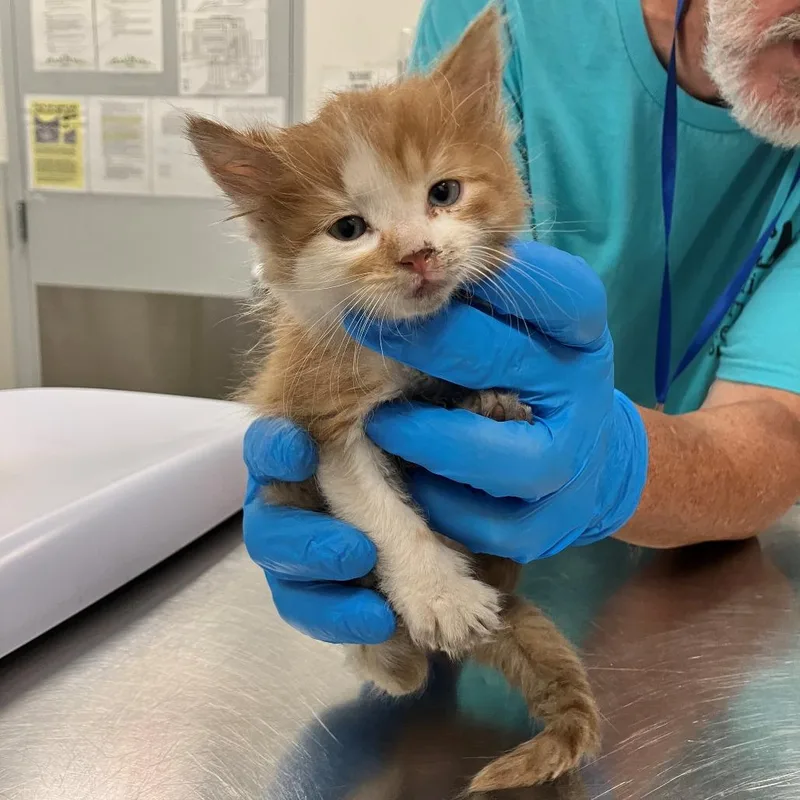 A baby small-sized male Orange / Red Domestic Medium Hair cat named Kylo for adoption in Las Cruces, NM