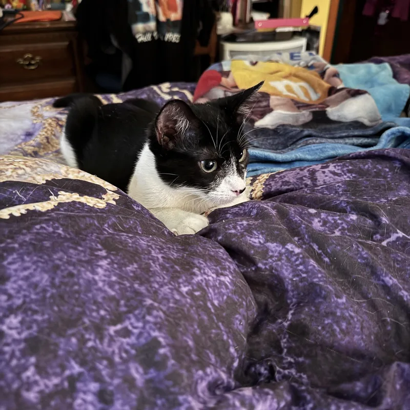 A baby small-sized female Black & White / Tuxedo Domestic Short Hair cat named Maxine for adoption in Metairie, LA