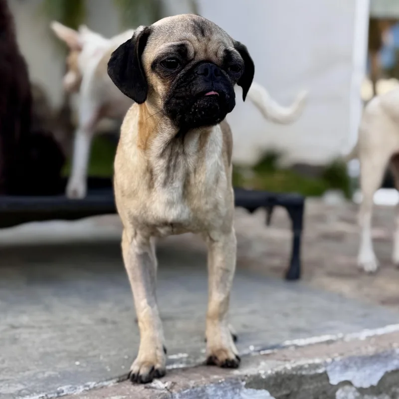 A baby small-sized male Yellow / Tan / Blond / Fawn Pug dog named Pascal for adoption in Manvel, TX