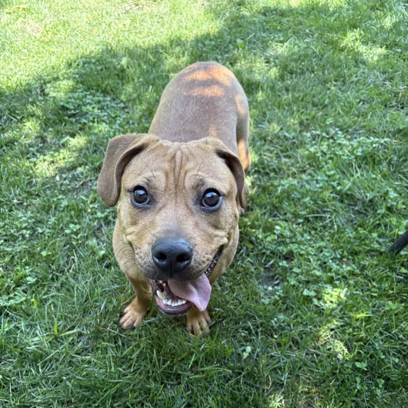 A young medium-sized male Brown / Chocolate Black Mouth Cur dog named Ainz for adoption in Muncie, IN