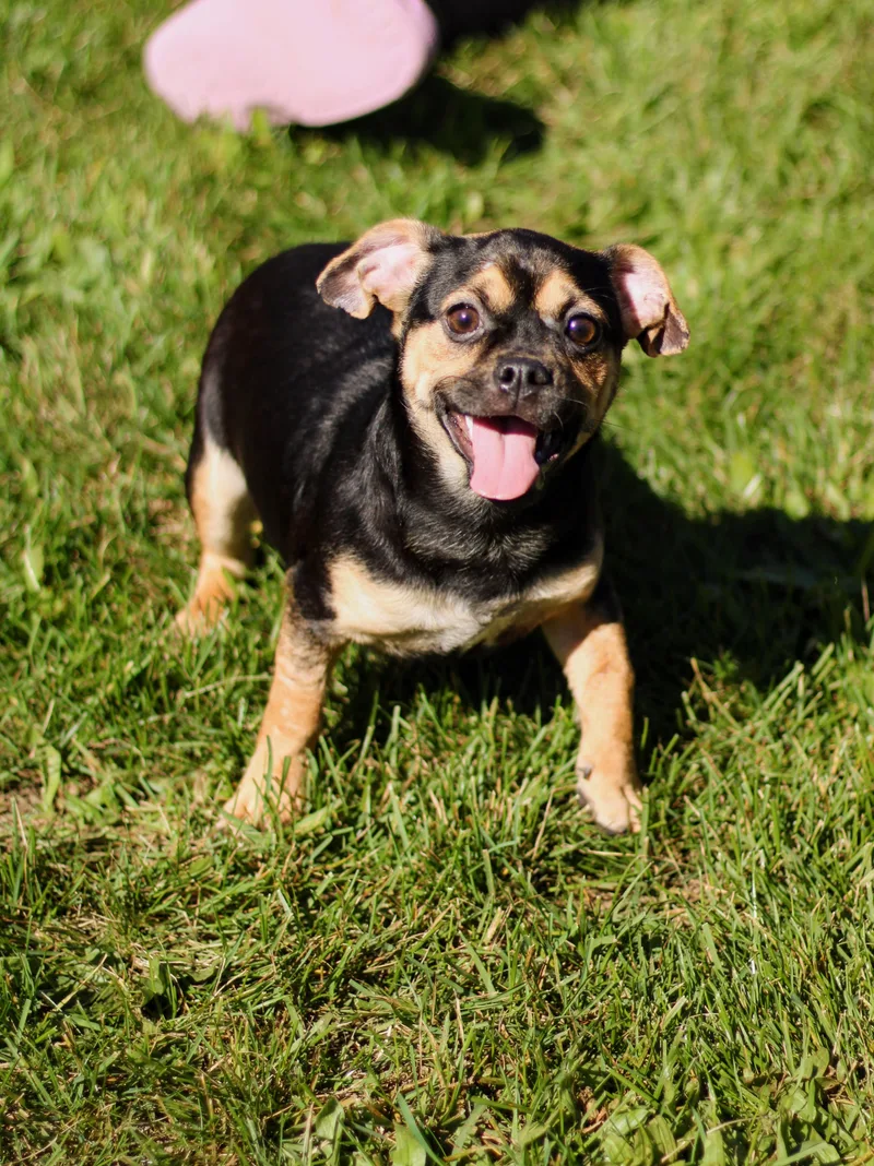 A baby small-sized female Puggle dog named Minnow for adoption in Battle Creek, MI