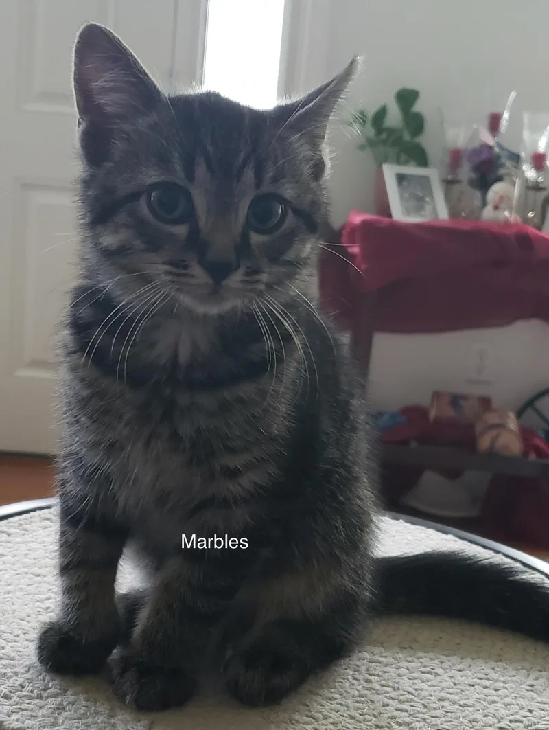 Marbles thumbnail 2