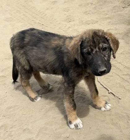 A baby small-sized male Shepherd dog named Prince Charmont for adoption in Fresno, CA
