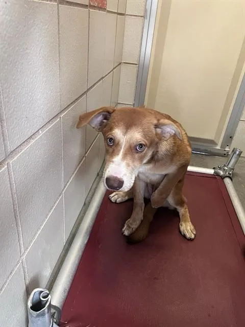 A baby small-sized female Labrador Retriever dog named Carver for adoption in Corpus Christi, TX