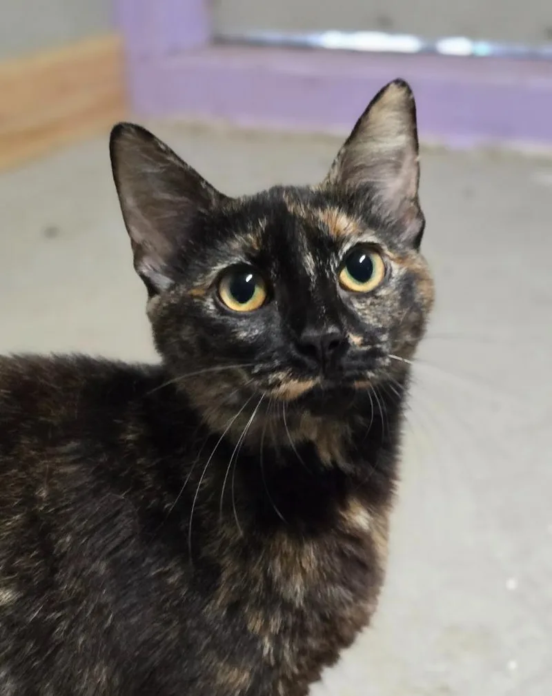 A baby small-sized female Domestic Short Hair cat named Zoe for adoption in Canyon Lake, TX