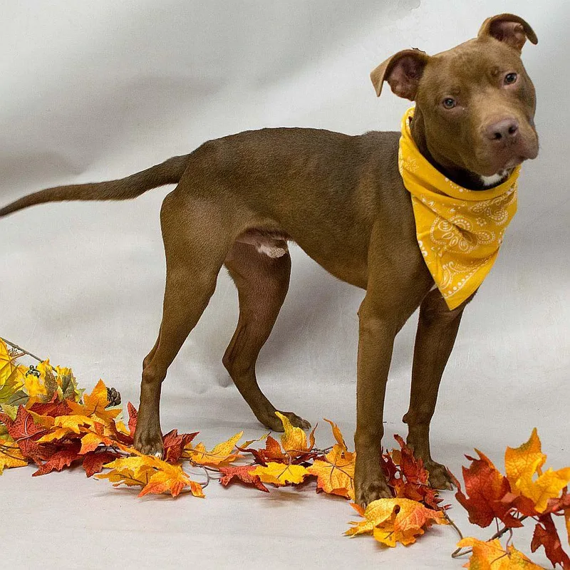 A young medium-sized male Brown / Chocolate Terrier dog named Brock for adoption in Sanford, FL
