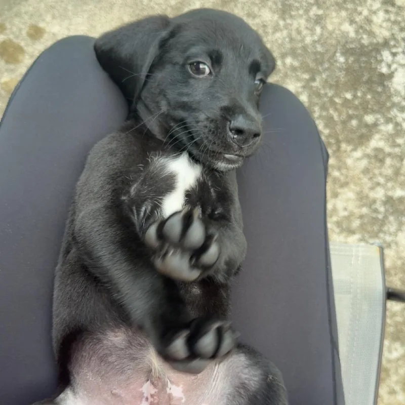 A baby medium-sized male Black Hound dog named Boston for adoption in Columbia, MO