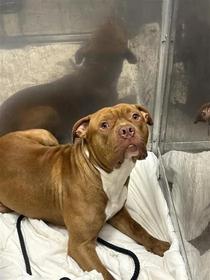 An adult large-sized male Mixed Breed dog named Mellow for adoption in West Chester, PA