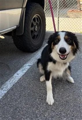 A young medium-sized male Border Collie dog named Clark for adoption in Agoura, CA