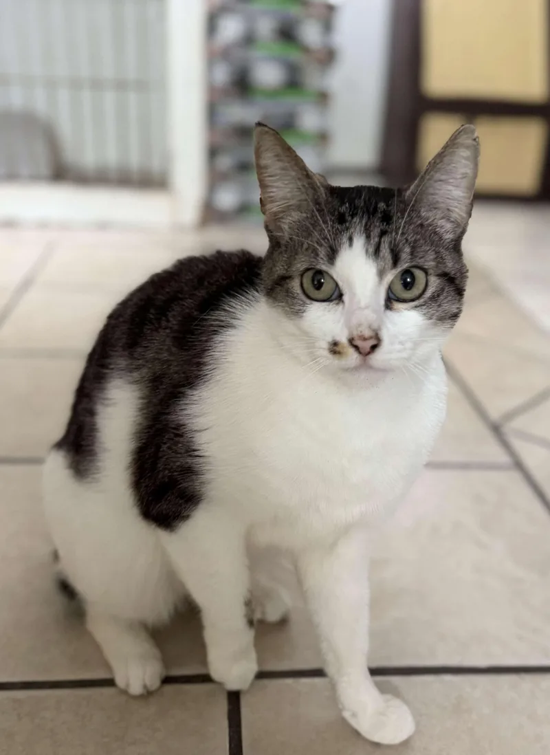An adult medium-sized female Black & White / Tuxedo Domestic Short Hair cat named Marilyn for adoption in Rowland Heights, CA
