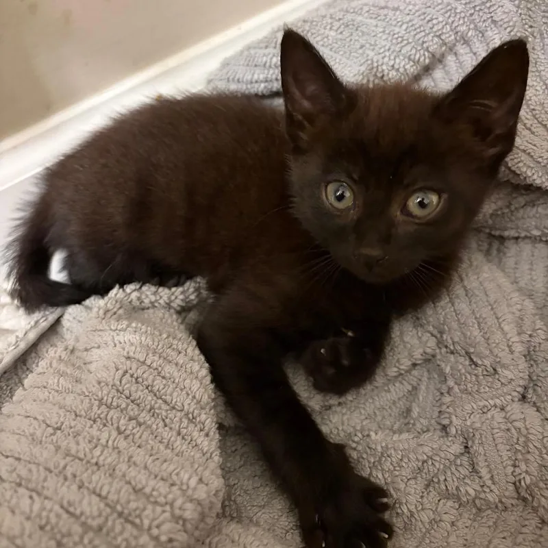 A baby small-sized female Brown / Chocolate Domestic Short Hair cat named Plop for adoption in Brownsboro, AL