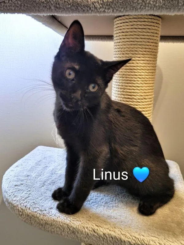 Linus