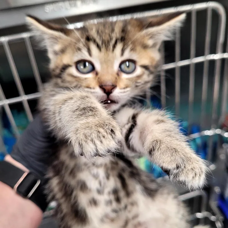 A baby small-sized female Domestic Short Hair cat named Wobbly for adoption in Allyn, WA