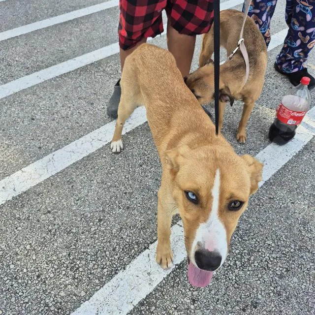A young medium-sized female Terrier dog named Nessia for adoption in San Antonio, TX