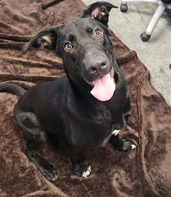 A young medium-sized male Labrador Retriever dog named Reach for adoption in Brunswick, GA