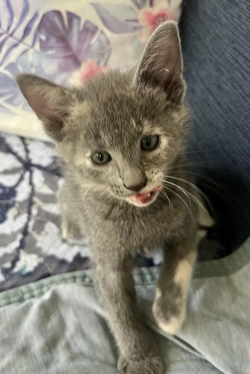A baby small-sized female Dilute Tortoiseshell cat named Paisley for adoption in Rural Hall, NC