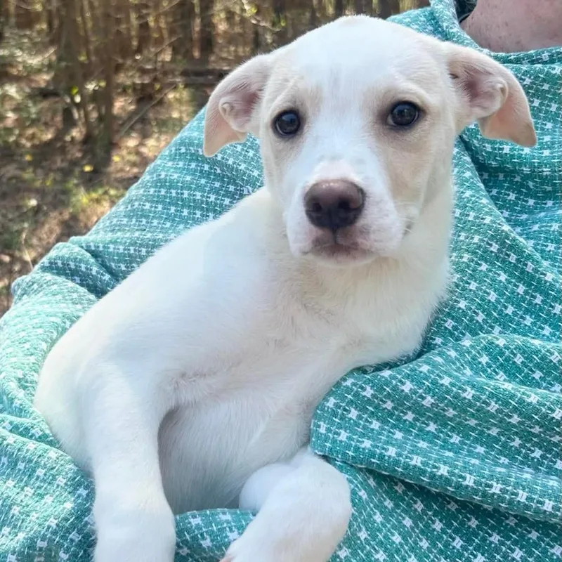 A baby medium-sized female White / Cream Mixed Breed dog named Presley for adoption in Yaphank, NY
