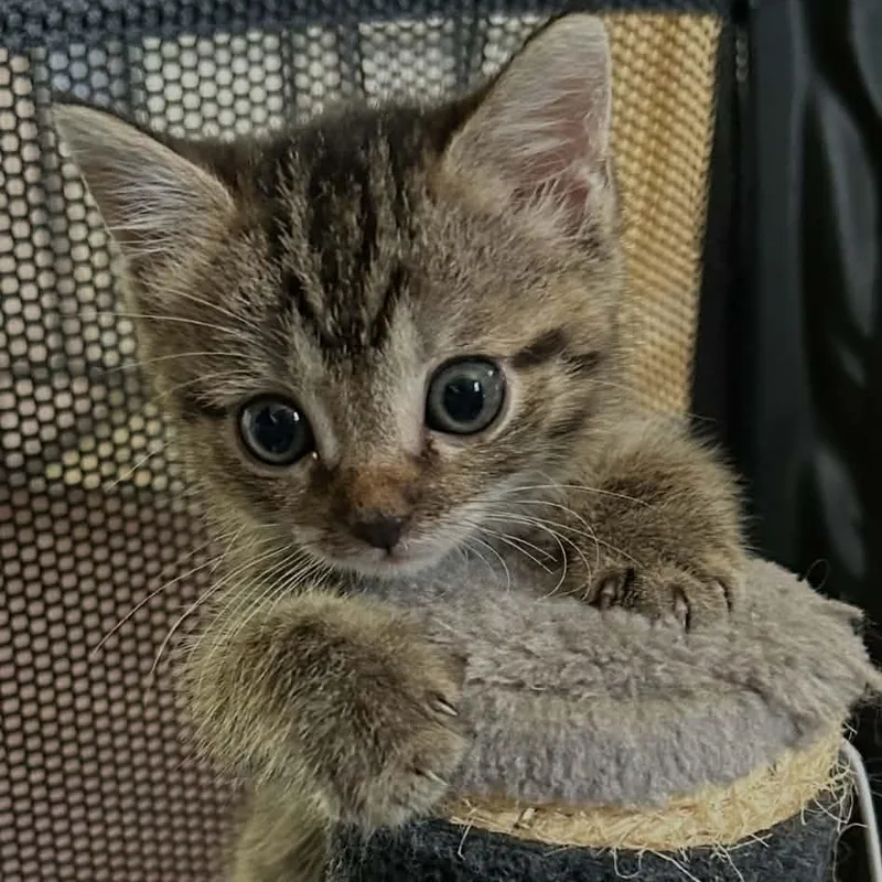 A baby medium-sized male Tabby (Gray / Blue / Silver) Domestic Short Hair cat named Leo and Luna for adoption in Lancaster, KY