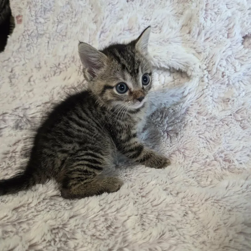 Leo and Luna thumbnail 2