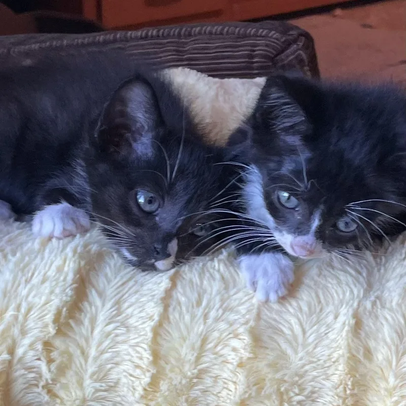 A baby small-sized male Black & White / Tuxedo Domestic Short Hair cat named Rambo for adoption in Mineral Point, WI