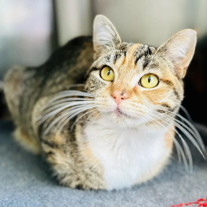 A young medium-sized female Tabby (Tiger Striped) Domestic Short Hair cat named Sprinkles for adoption in Jackson, NJ