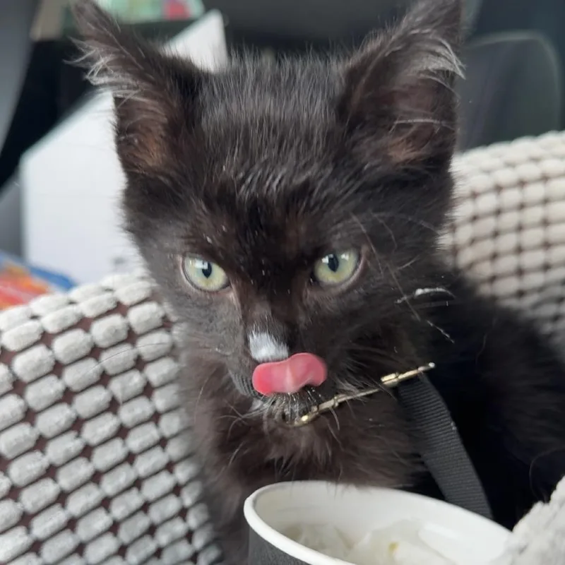 A baby small-sized male Domestic Short Hair cat named Towa for adoption in Knoxville, TN