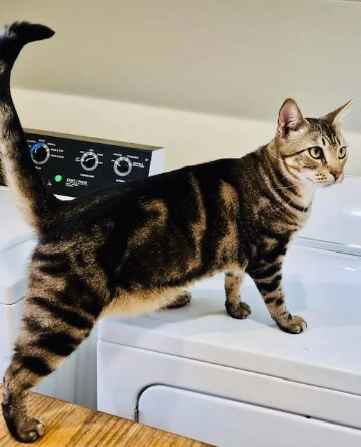 An adult medium-sized male Tabby (Gray / Blue / Silver) American Shorthair cat named Milo for adoption in Bertram, TX