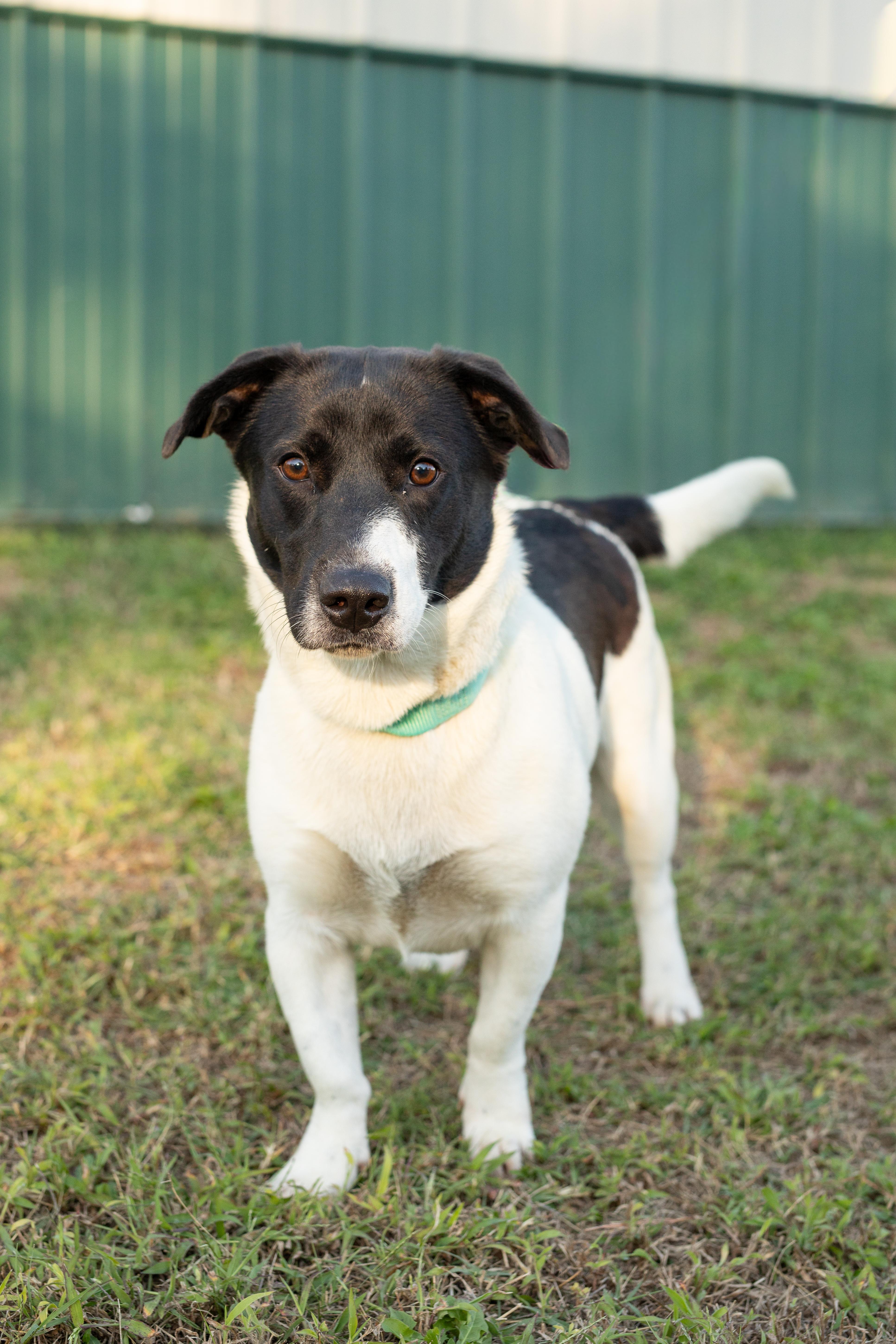 A young small-sized female Basset Hound dog named Sara Jane for adoption in Dixon, KY