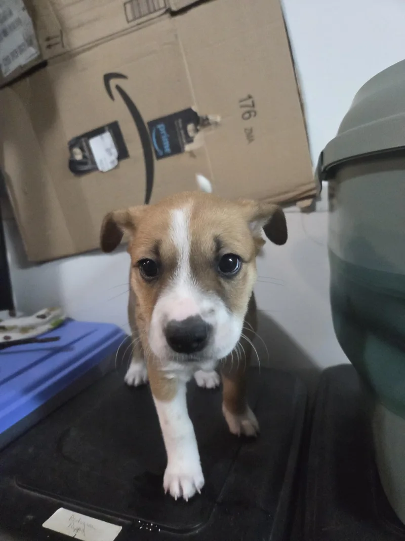 A baby small-sized female Apricot / Beige Chihuahua dog named Gia for adoption in Draper, VA