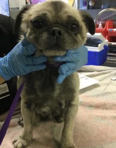 An adult medium-sized male Pug dog named Pablito for adoption in Riverside, CA