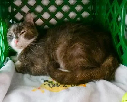 An adult small-sized female Domestic Short Hair cat named Wallflower for adoption in West Seneca, NY
