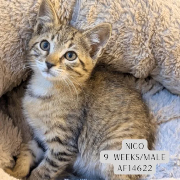 A young medium-sized male Tabby (Brown / Chocolate) Domestic Short Hair cat named Nico for adoption in Supply, NC