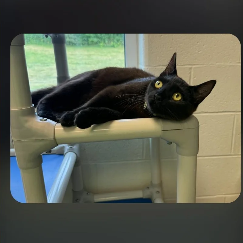 An adult medium-sized female Black Domestic Short Hair cat named Zara & Lyric for adoption in Stratford, CT