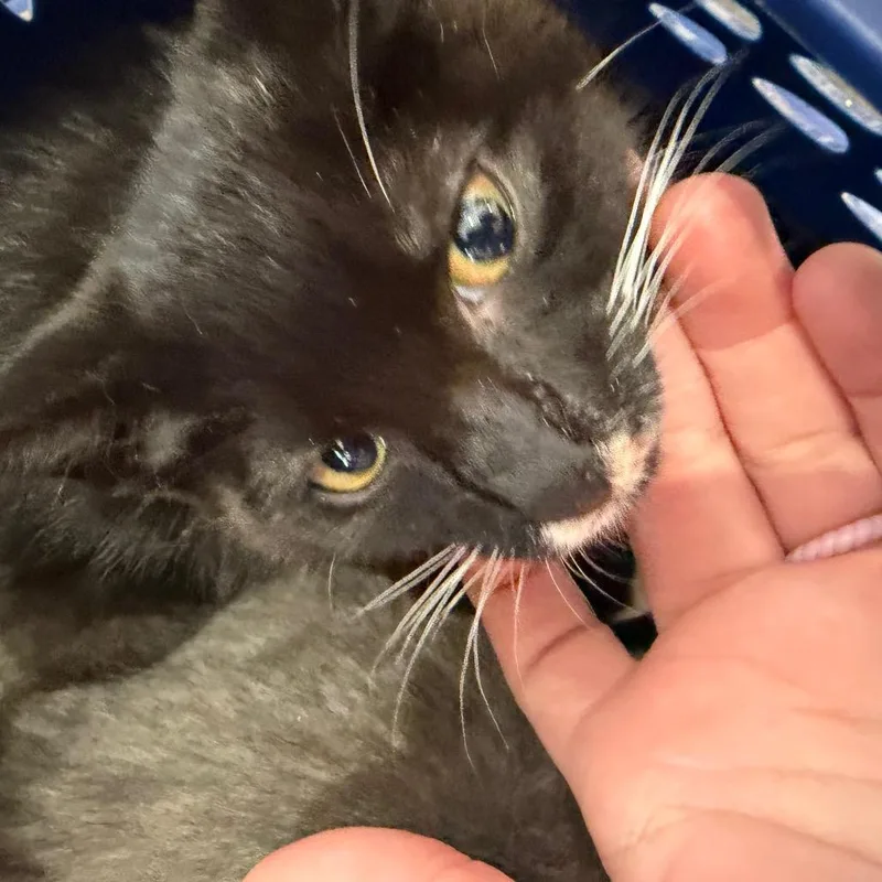 A baby small-sized male Black Domestic Short Hair cat named Alfred for adoption in Morganton, NC