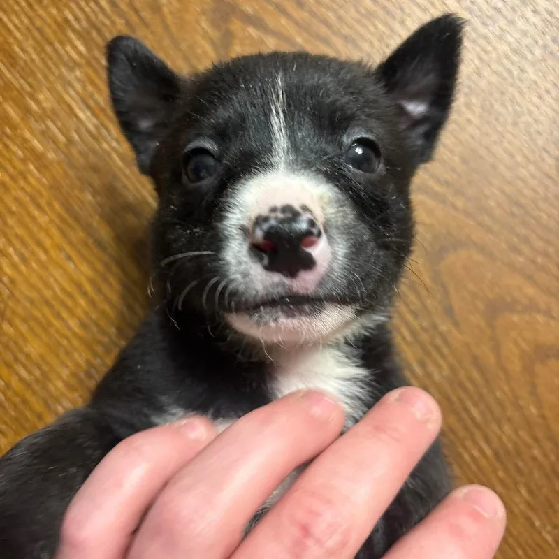A baby small-sized female Black German Shepherd Dog dog named Tiana for adoption in Chillicothe, IL