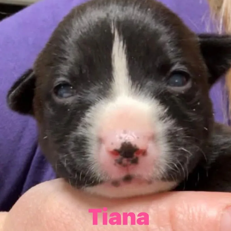Tiana thumbnail 2