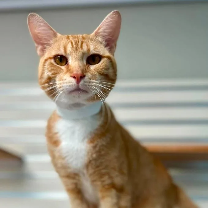 A young medium-sized male Orange & White Tabby cat named Remy for adoption in New Philadelphia, OH