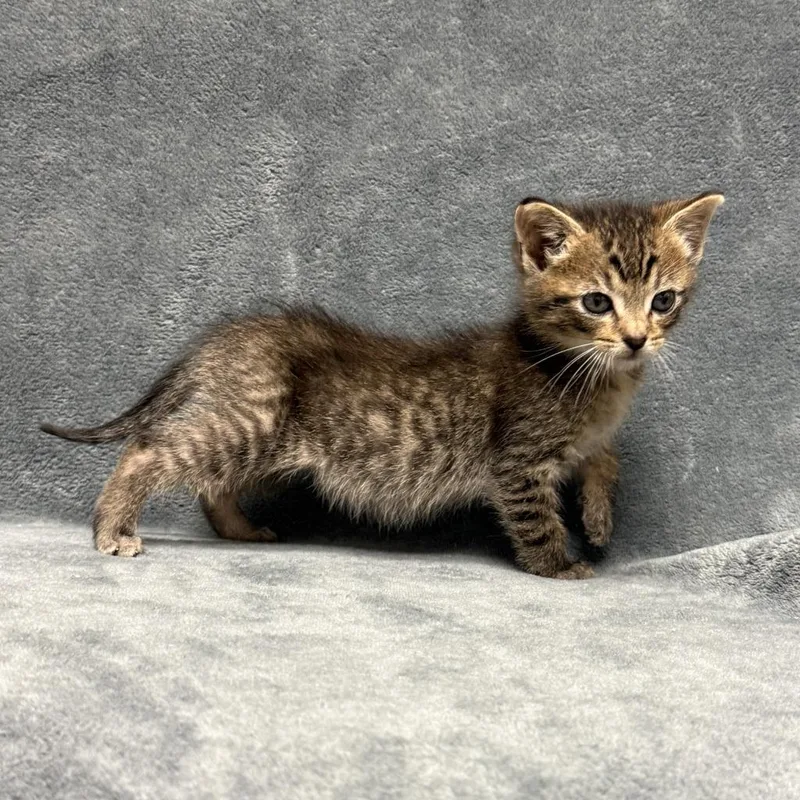 A baby medium-sized male Domestic Short Hair cat named Pharoh for adoption in Brenham, TX