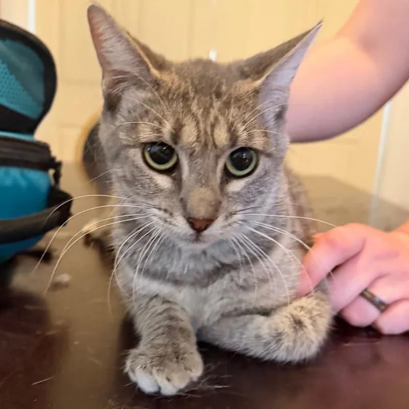 A young small-sized female Gray / Blue / Silver Domestic Short Hair cat named Lil Girl for adoption in Midland, TX