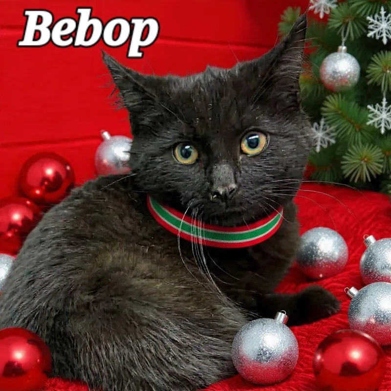 Bebop thumbnail 4