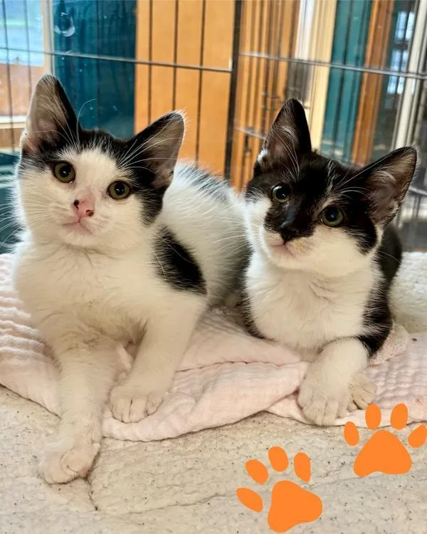 A baby small-sized male Domestic Short Hair cat named Evan for adoption in Novato, CA