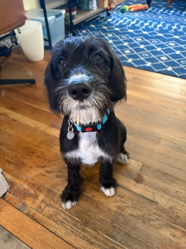 A baby large-sized male Poodle dog named Harvey for adoption in Salt Lake City, UT