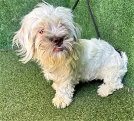 A young small-sized female Shih Tzu dog named A for adoption in Lancaster, CA